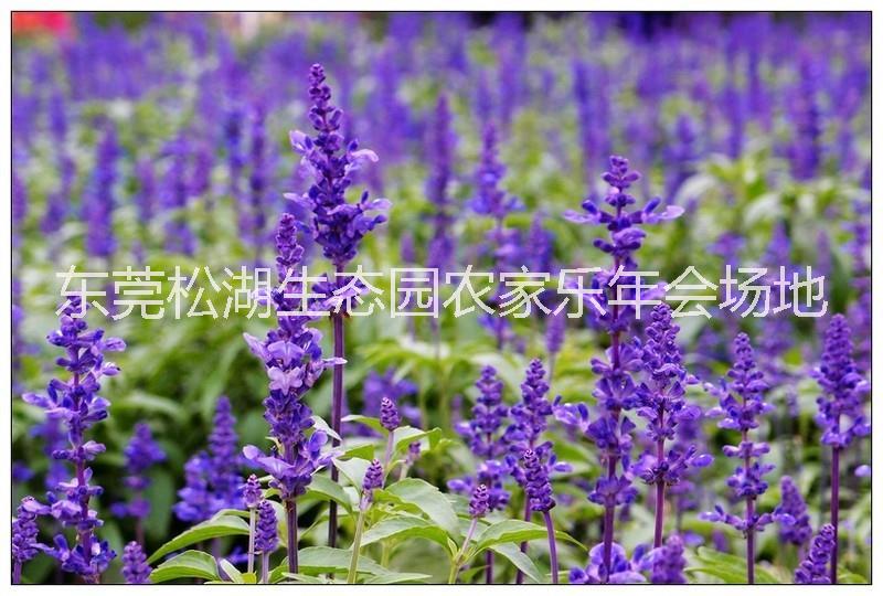 供應(yīng)用于東莞農(nóng)家樂|松山湖生態(tài)園|松山湖農(nóng)家樂的青春，奔跑吧！來晨夏的松山湖農(nóng)莊