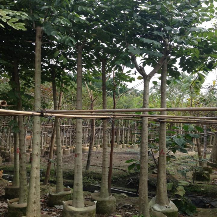 供應(yīng)火焰木袋苗-批發(fā)火焰木袋苗-基地火焰木袋苗直銷-火焰木袋苗價格-火焰木袋苗報價-*火焰木袋苗直銷