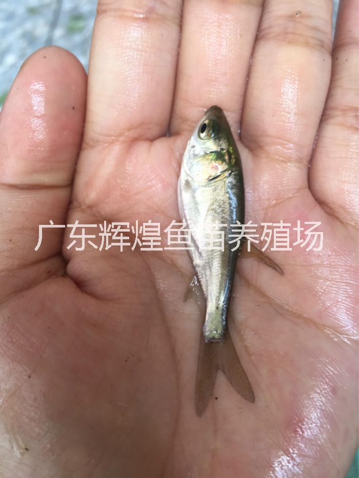 供應(yīng)江西白鰱養(yǎng)殖江西白鰱價格 ，江西白鰱大量供應(yīng)，白鰱魚苗，白鰱魚苗哪家有賣