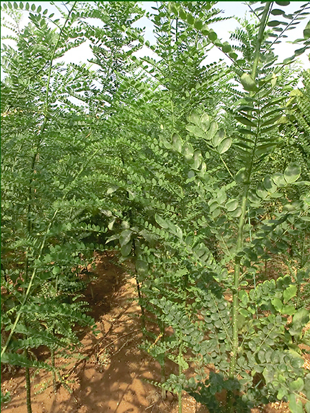 供應(yīng)大國(guó)槐樹(shù) 哪里有賣(mài)國(guó)槐大樹(shù)的 國(guó)槐種植基地 國(guó)槐批發(fā)價(jià)格多少