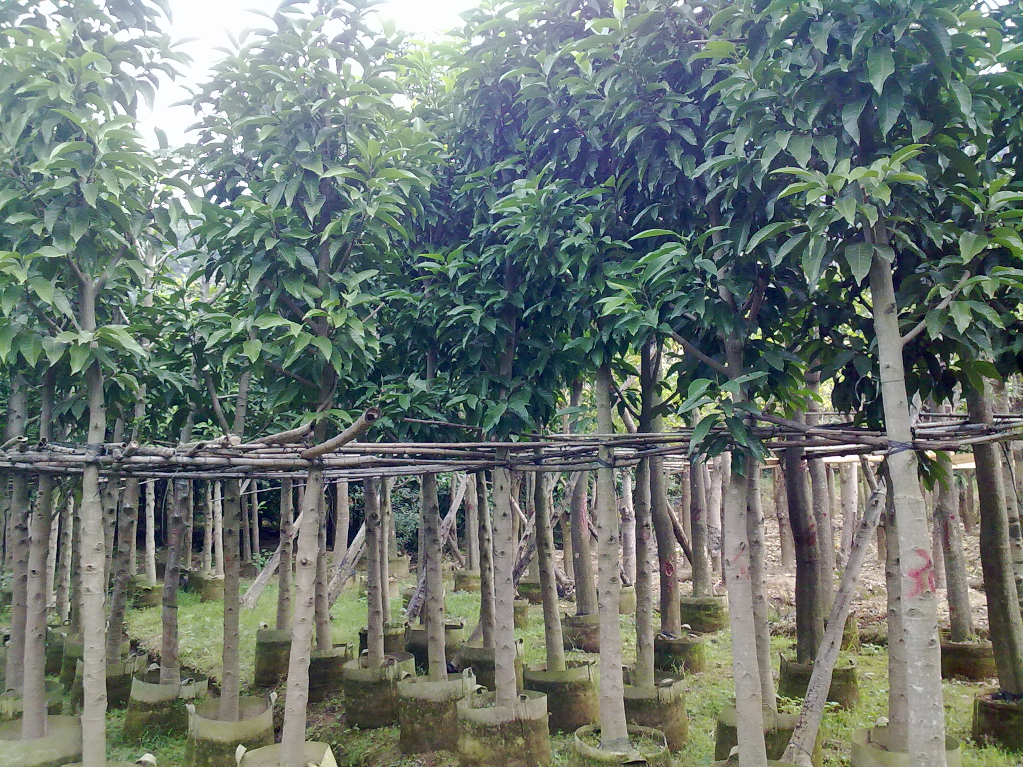 供應(yīng)白玉蘭-批發(fā)白玉蘭-白玉蘭價格-基地白玉蘭直銷-*白玉蘭供應(yīng)-*白玉蘭批發(fā)