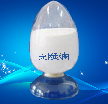 供應用于飼料|發(fā)酵飼料|水產養(yǎng)殖的乳酸菌、糞腸球菌、乳酶生