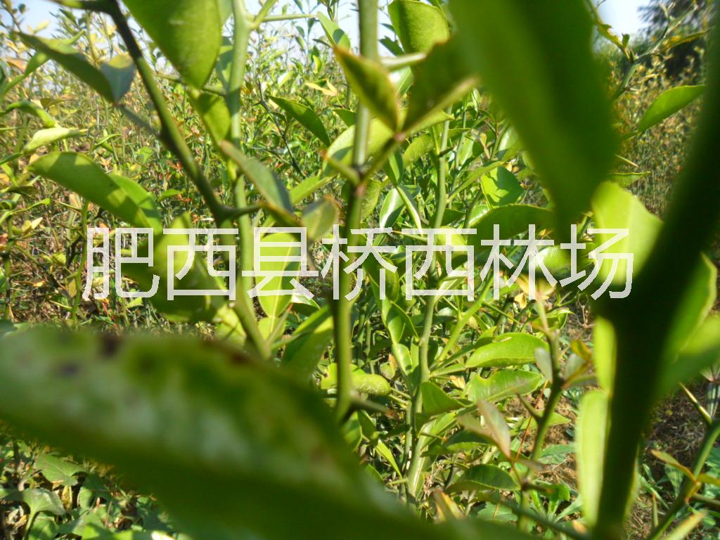 供應(yīng)枳殼種子