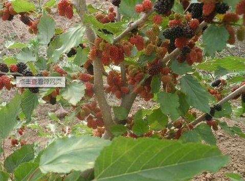 供應(yīng)紅果2號果桑苗