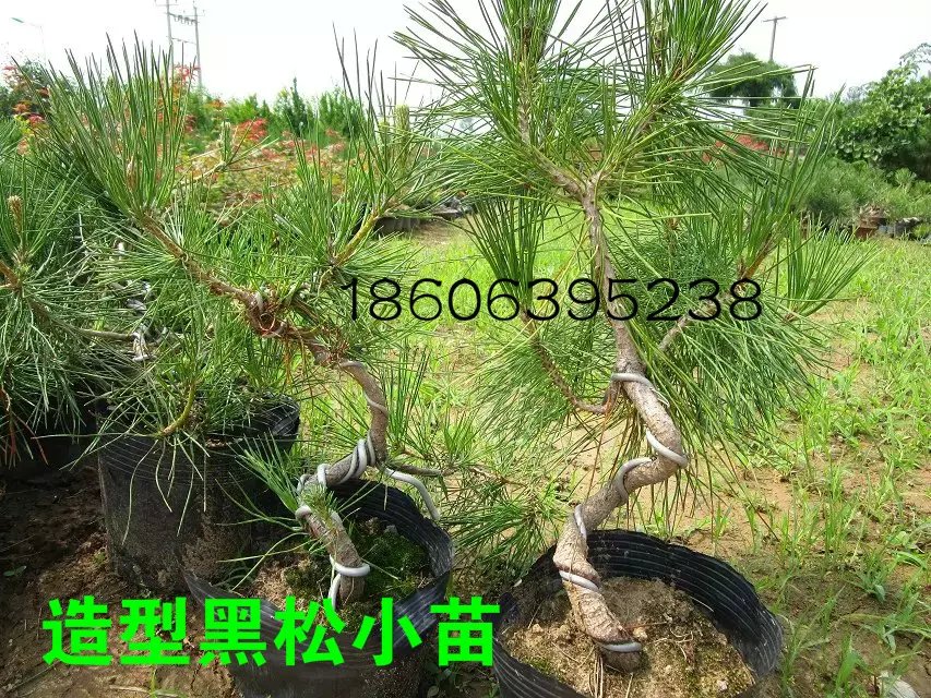 供應(yīng)黑松小苗價(jià)格，造型黑松小苗，油松小苗，黑松大樹