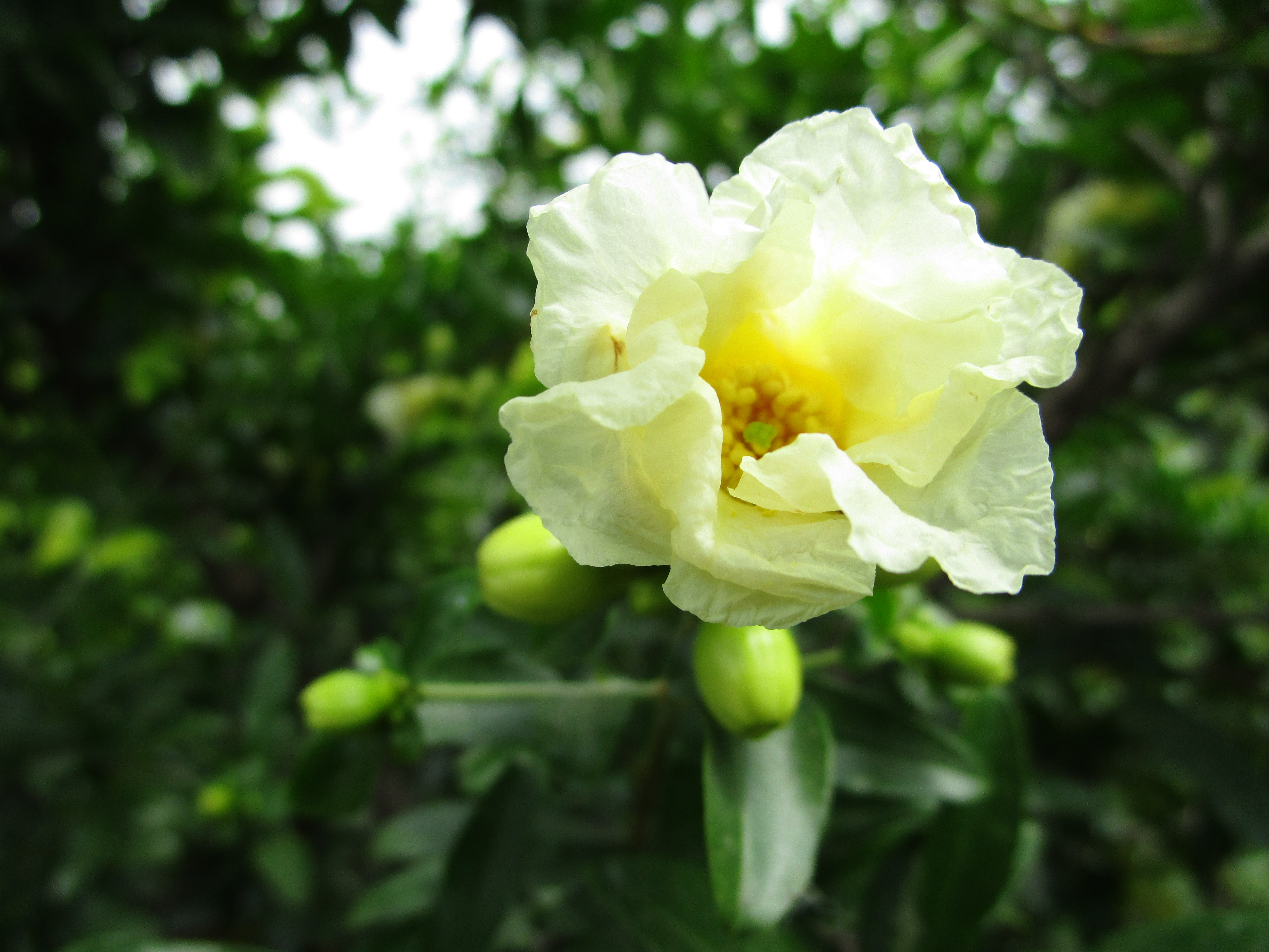 供應(yīng)大量供應(yīng)石榴樹苗，花石榴。牡丹花石榴。果石榴