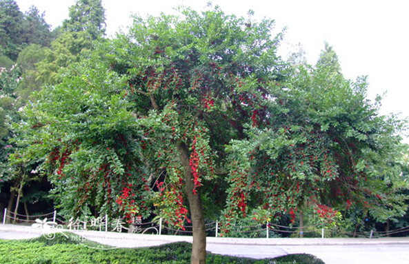 廣東基地直銷鐵冬青價格60-80公分高鐵冬青苗培育種植