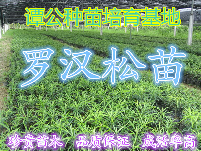 10公分羅漢松樹苗 小葉羅漢松 羅漢松產(chǎn)地價格
