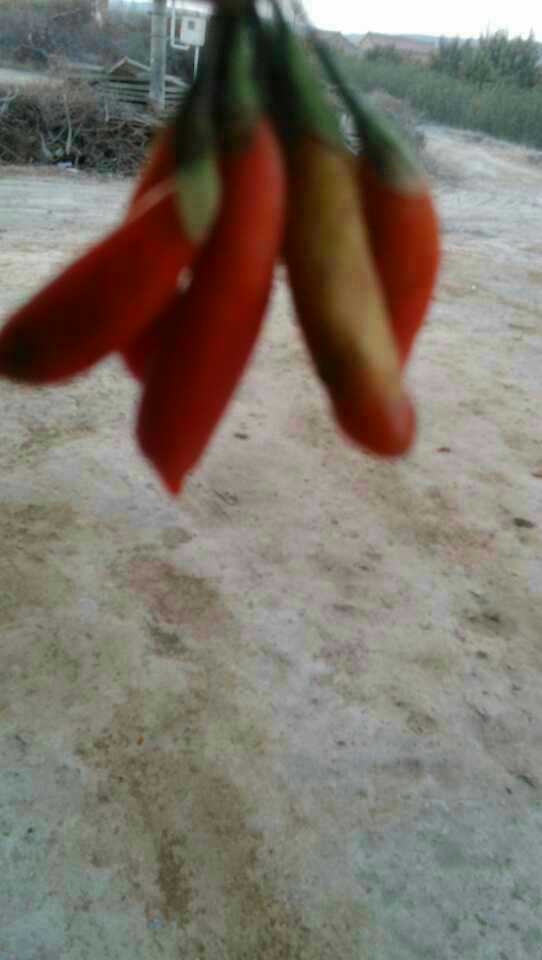 供應(yīng)用于養(yǎng)生的枸杞苗寧杞7號(hào)寧杞9號(hào)種植技術(shù)