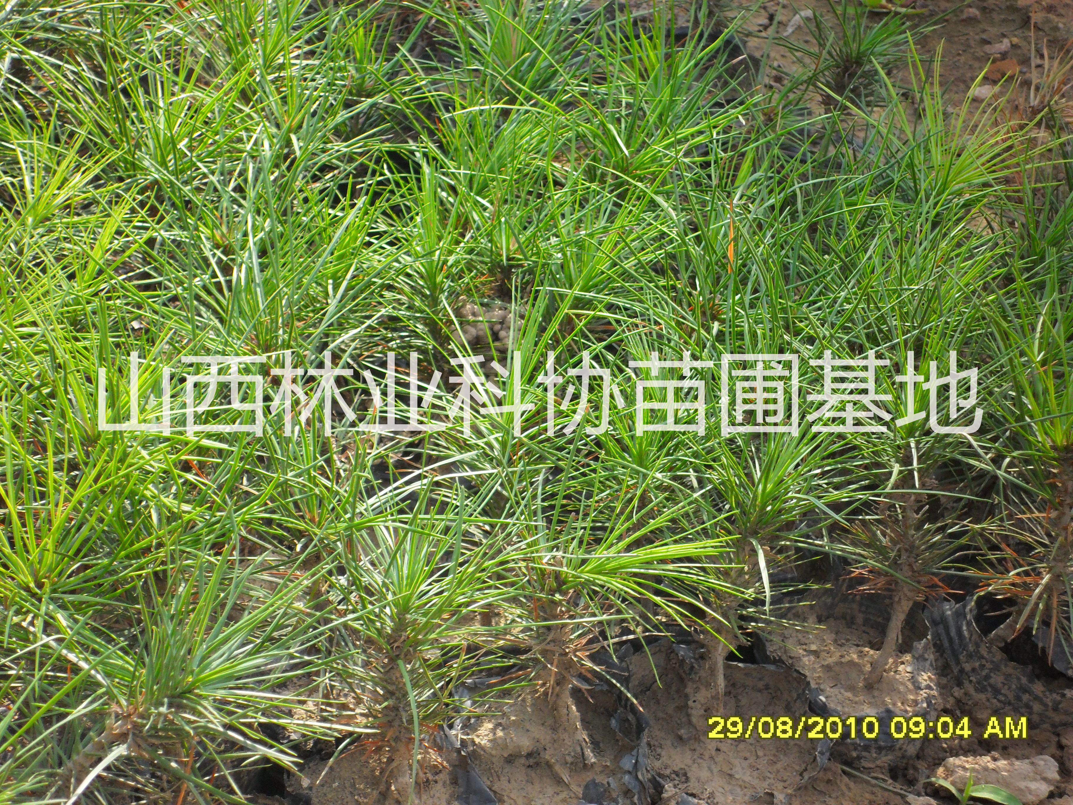 側(cè)柏苗報價,山西絳縣泰綠苗木基地 側(cè)柏苗山西絳縣泰綠苗木