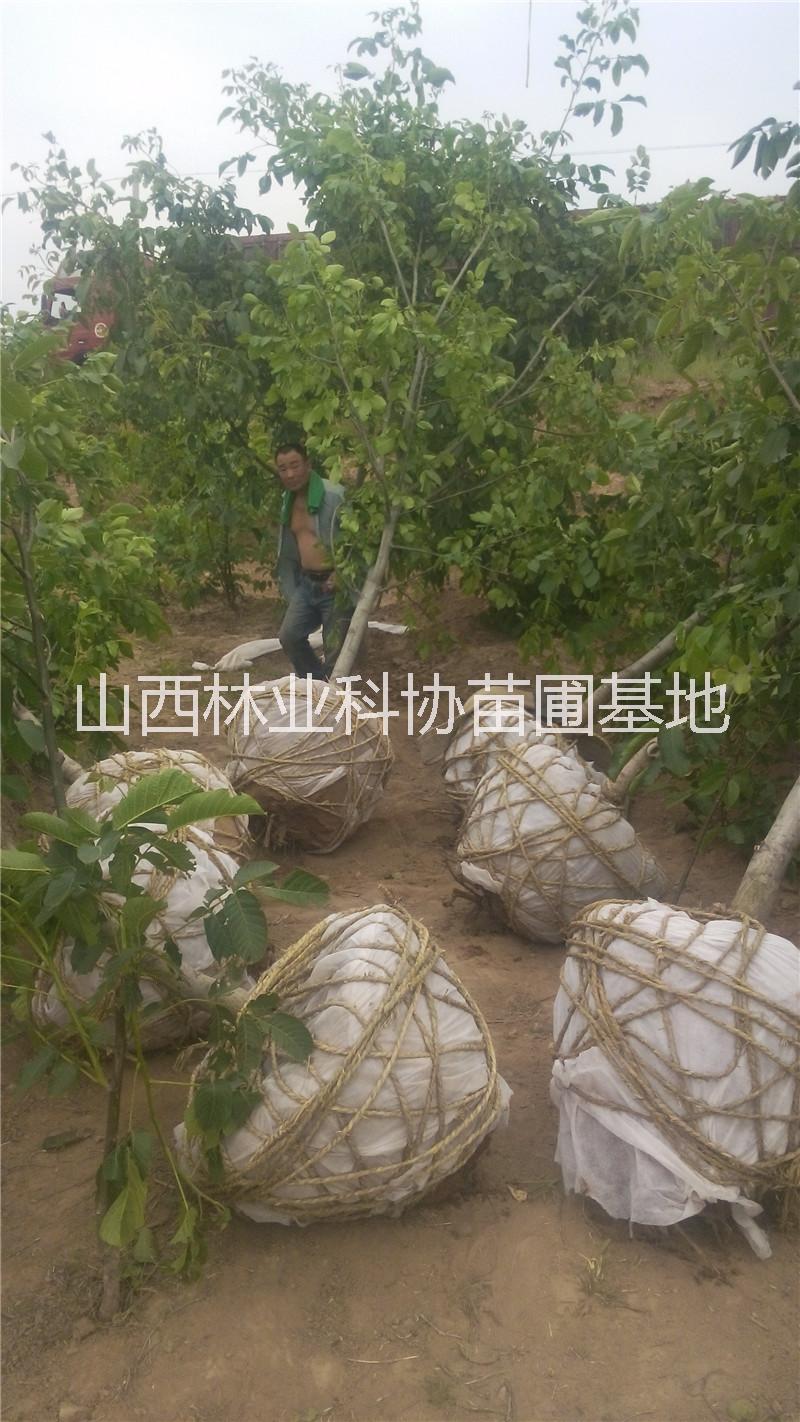 供應(yīng)核桃樹山西5-8-10公分核桃樹價格