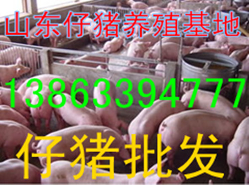 供應(yīng)用于山東仔豬的山東仔豬苗豬批發(fā)