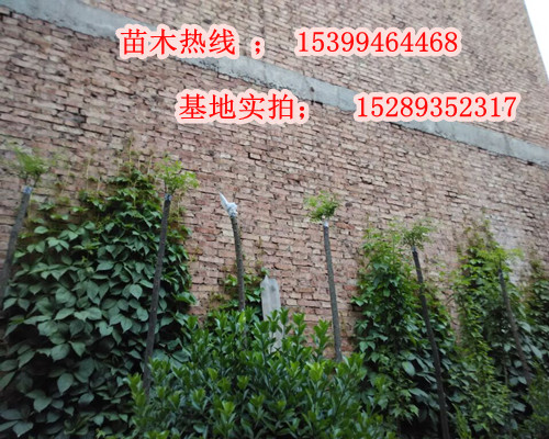 供應(yīng)爬山虎、遮蔭護(hù)坡攀藤爬山虎、大量降價批發(fā)爬山虎樹苗