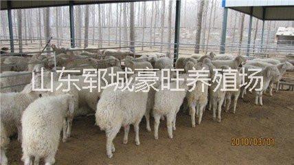 供應(yīng)吉林省肉羊出售