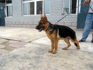 供應(yīng)黑龍江*哪里有賣(mài)，黑龍江*銷(xiāo)售，黑龍江*供應(yīng)商