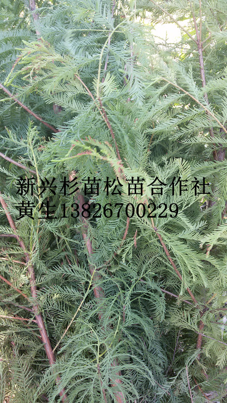 供應良種杉苗-速生杉苗-改良3代杉苗 廣西杉苗