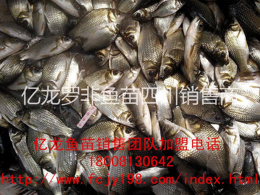 供應廣元羅非魚豐產鯽魚水花魚苗商品魚魚花