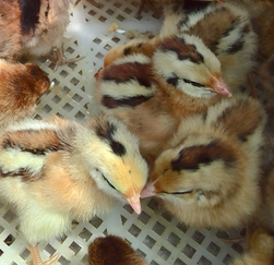 供應(yīng)優(yōu)質(zhì)山東雜交笨雞苗  優(yōu)質(zhì)山東雜交笨雞苗價格