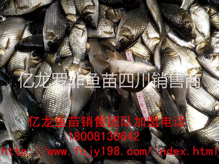 供應(yīng)羅非魚烏仔鯽魚水花烏仔魚苗。