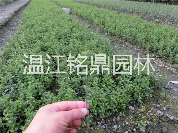 供應(yīng)四川小葉女貞/小葉女貞批發(fā)價(jià)格/四川成都小葉女貞供應(yīng)基地