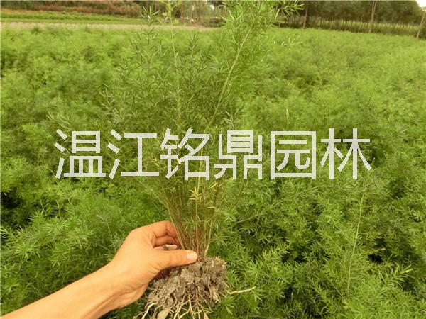供應(yīng)四川天門冬/天門冬批發(fā)價格/四川成都天門冬供應(yīng)基地