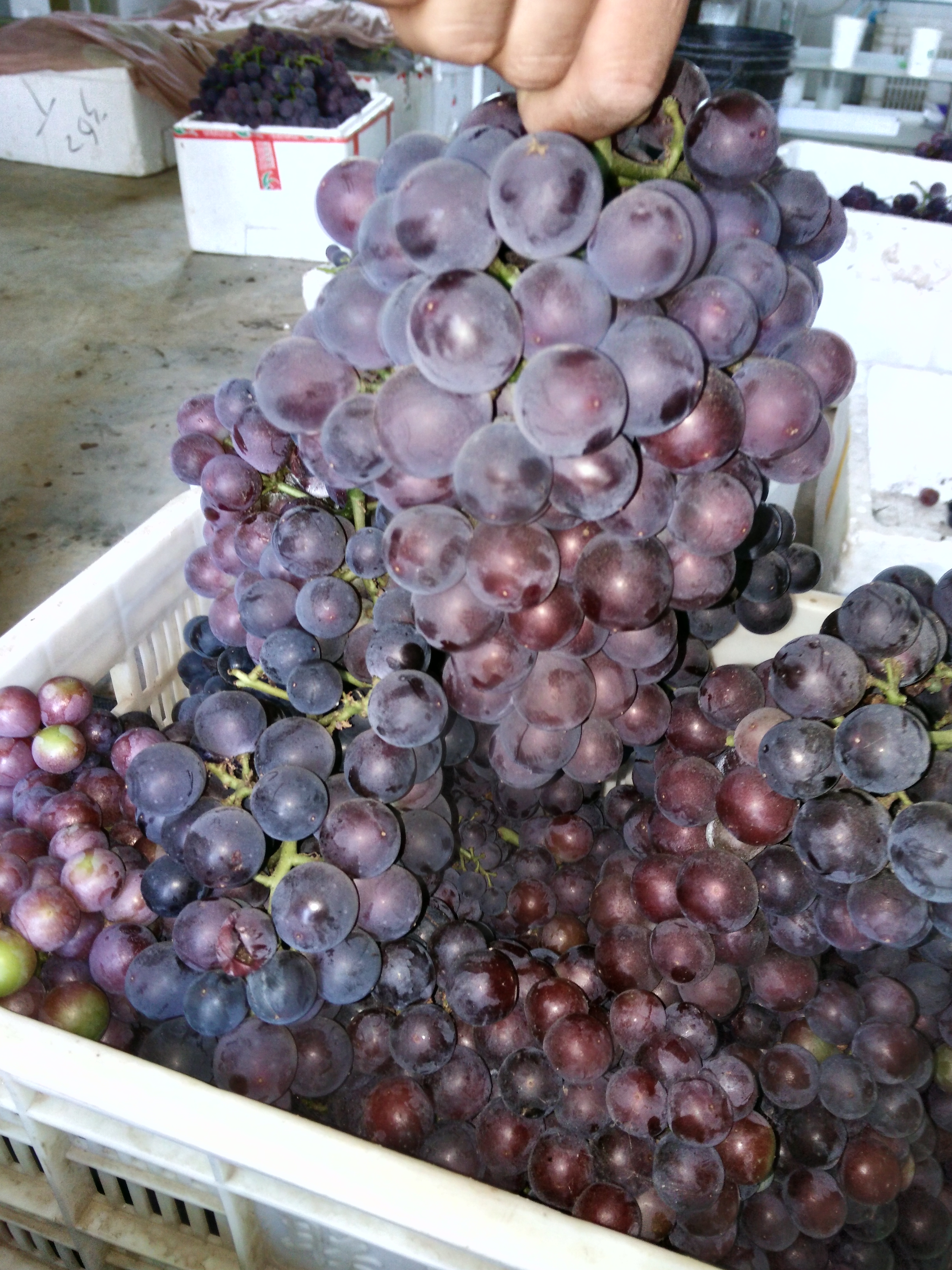 供應(yīng)畝產(chǎn)萬斤榮名五號新品種葡萄苗榮名*新品種葡萄苗