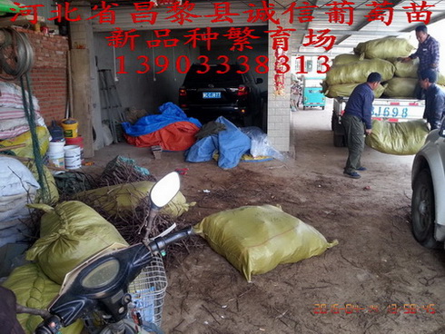 供應(yīng)用于種植的早夏無(wú)核葡萄苗供貨商，早夏無(wú)核葡萄苗報(bào)價(jià)格，早夏無(wú)核葡萄苗基地，早夏無(wú)核葡萄苗多少錢