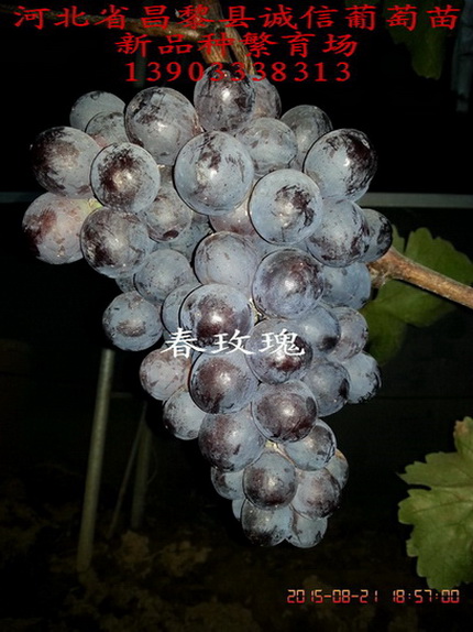 供應(yīng)用于種植的金田0608葡萄苗價(jià)格，金田0608葡萄苗價(jià)格，金田0608葡萄苗批發(fā)