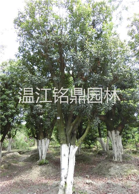 供應(yīng)四川楊梅/楊梅批發(fā)價(jià)格/四川成都楊梅供應(yīng)基地