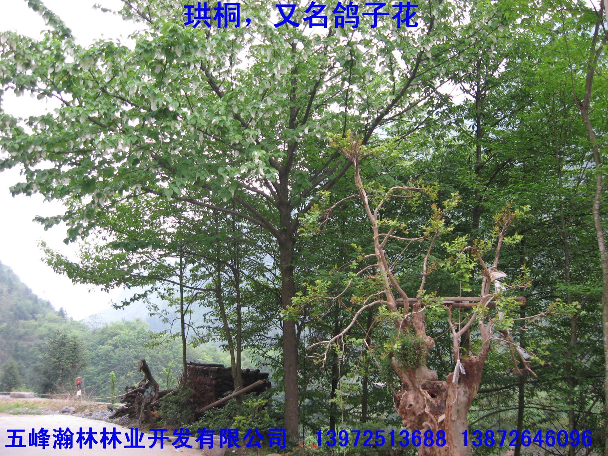供應(yīng)珙桐苗銷售