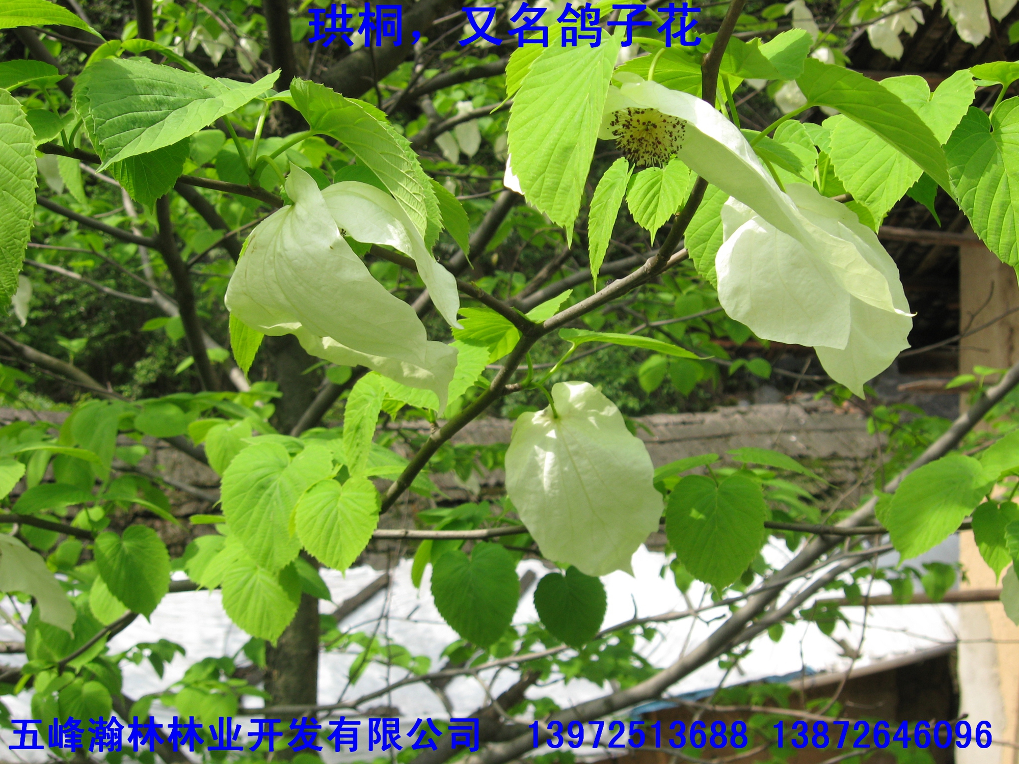 供應(yīng)珙桐苗批發(fā)