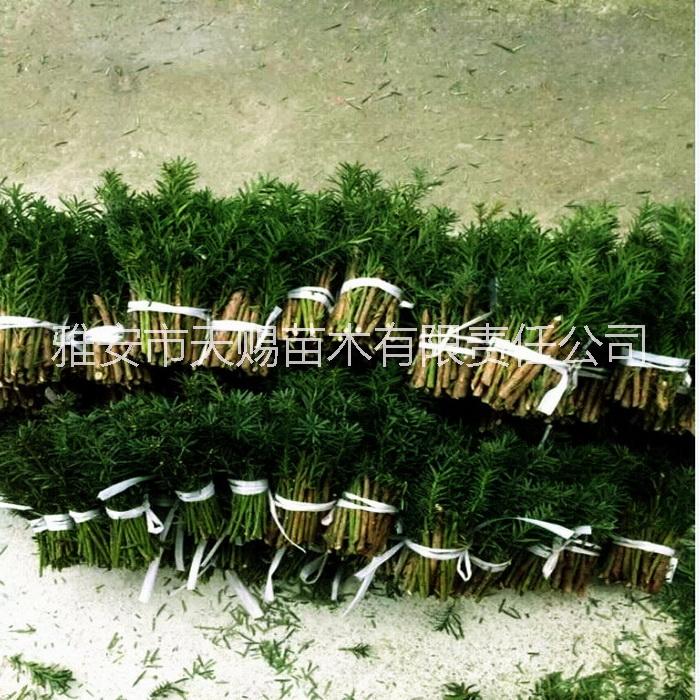 供應(yīng)曼地亞紅豆杉鮮枝條、干枝條、樹根