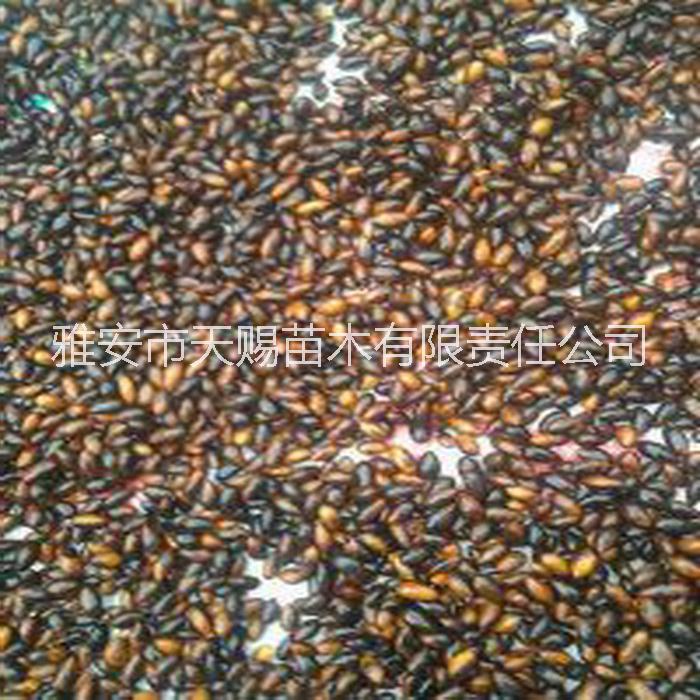 供應(yīng)雅安金絲楠、楨楠種子、小苗、杯苗