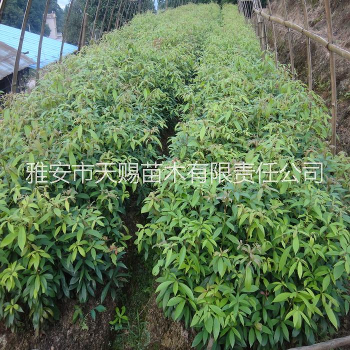 供應(yīng)用于楨楠苗|金絲楠木|小葉楨楠苗的雅安天賜苗木基地金絲楠、楨楠苗