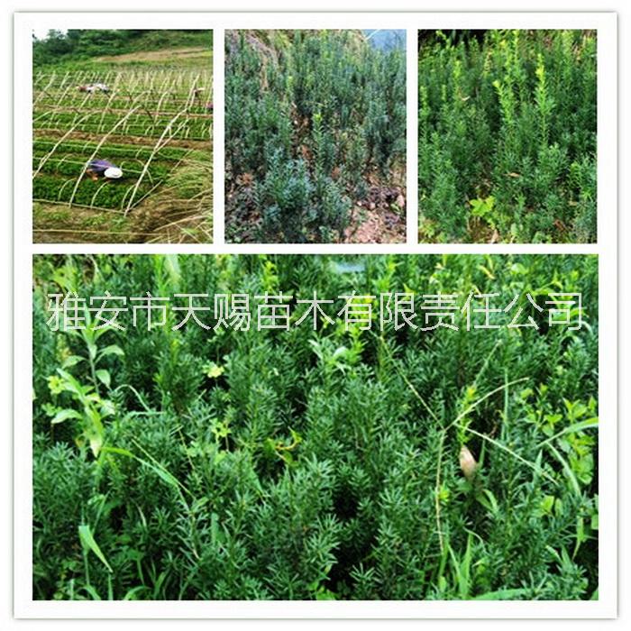 供應(yīng)浙江重慶福建四川曼地亞紅豆杉枝條