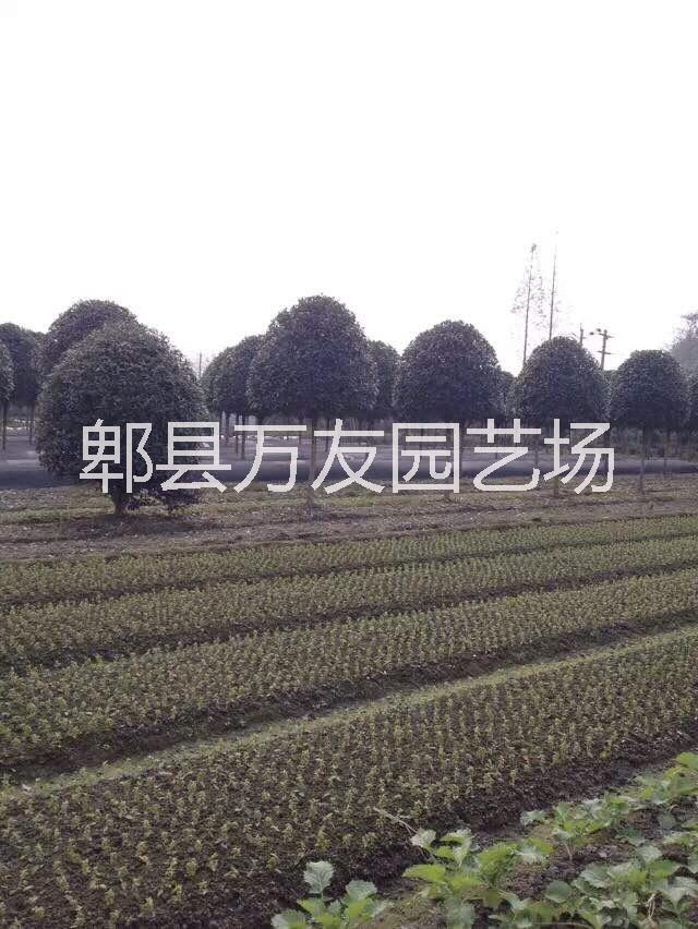 供應(yīng)成都高桿桂花批發(fā)基地/高桿桂花/成都高桿桂花