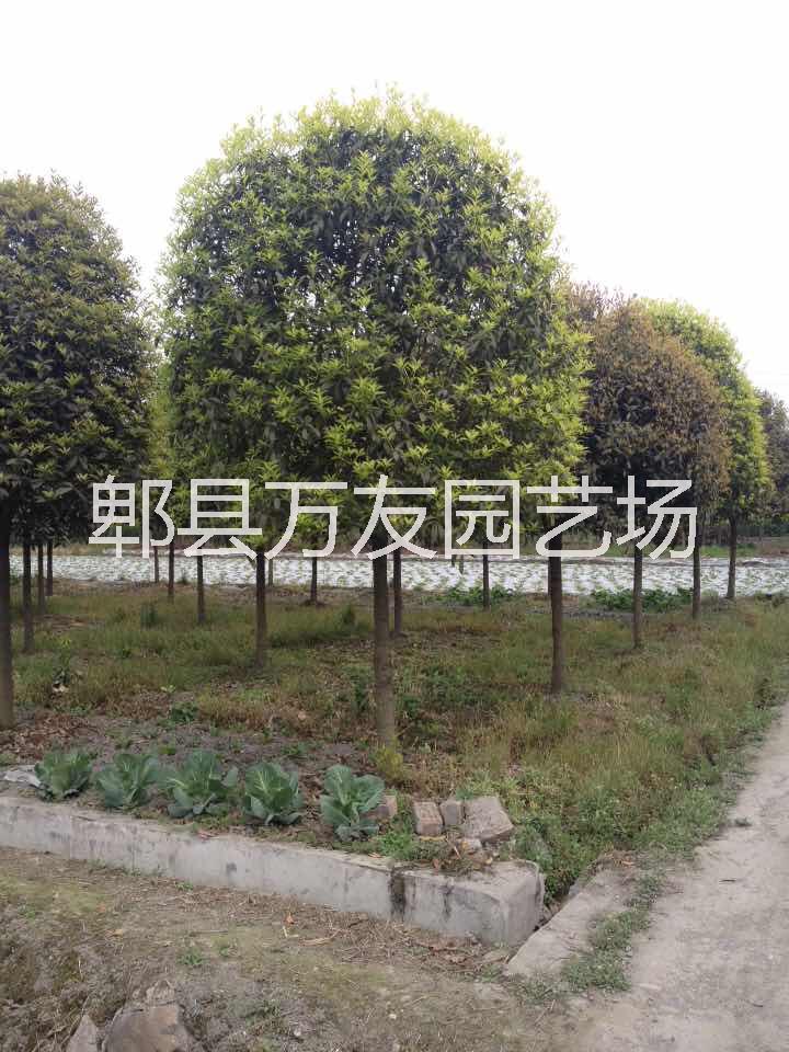 供應成都高桿桂花批發(fā)基地/成都桂花/成都高桿桂花價格