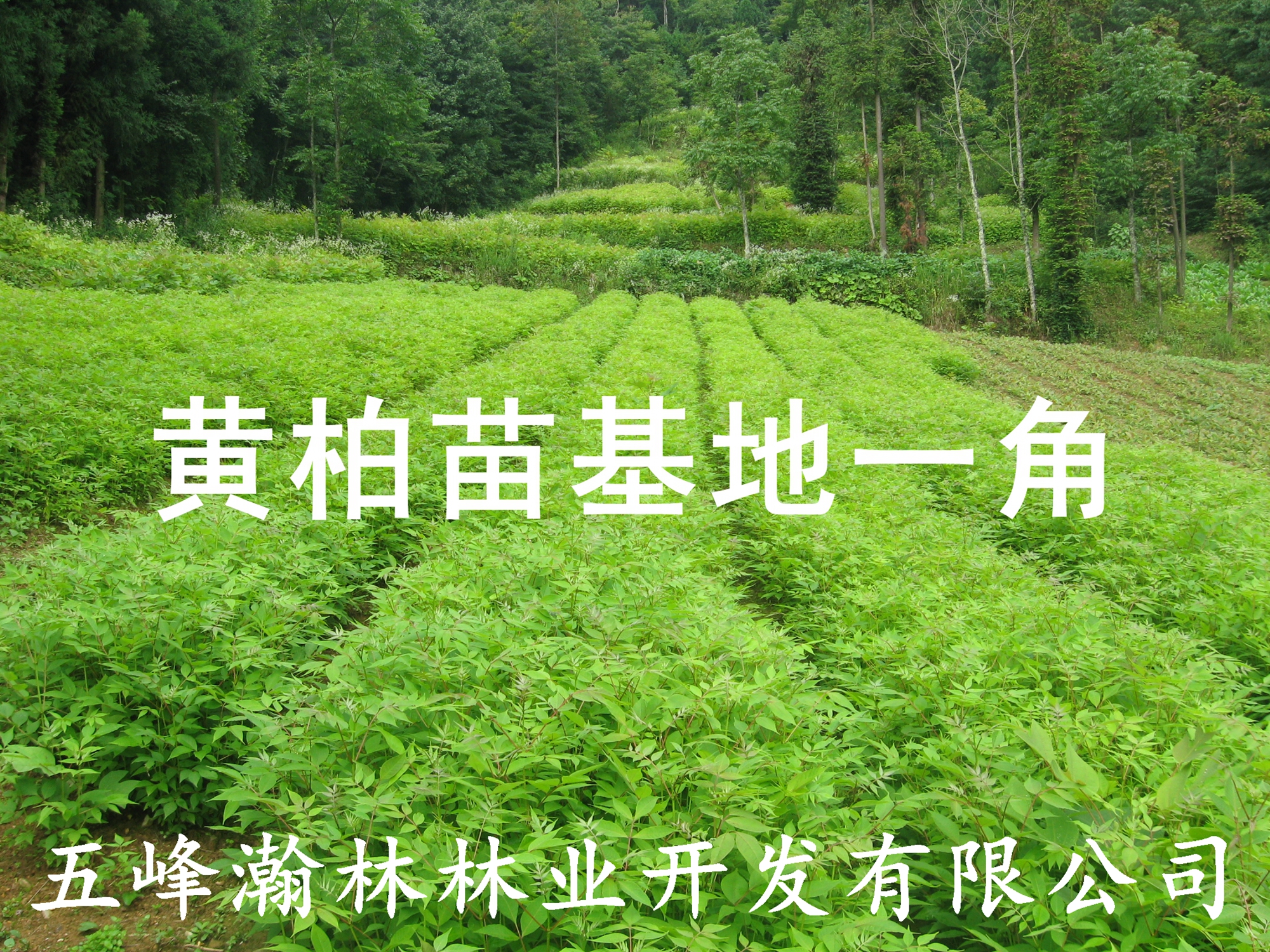 供應(yīng)黃柏樹小苗