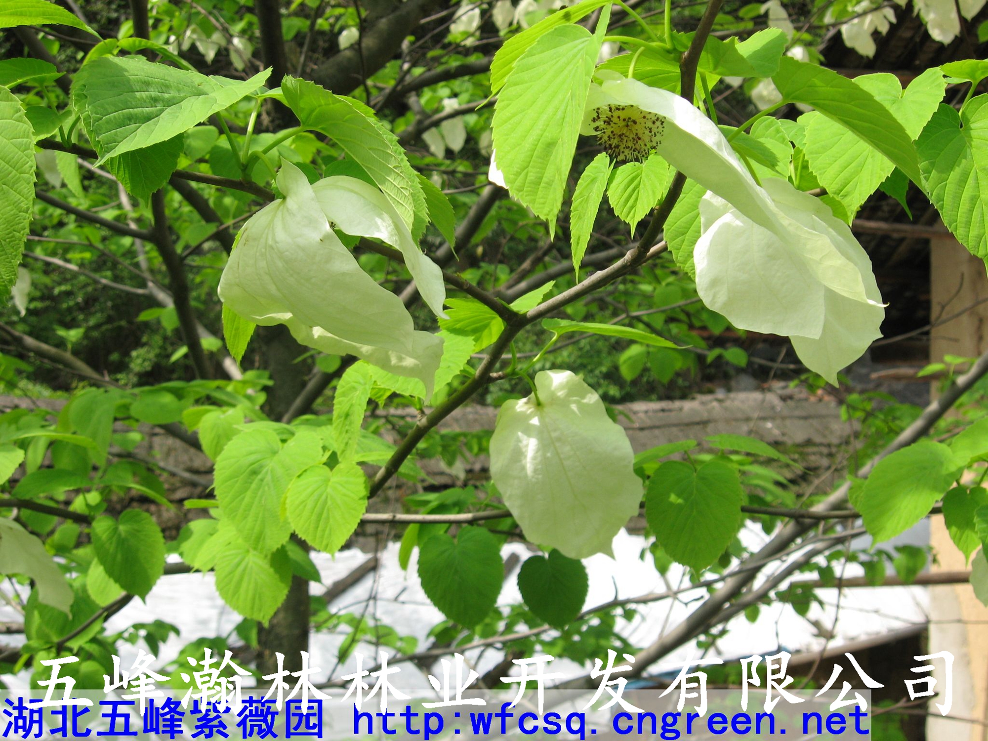 供應(yīng)鴿子花大苗