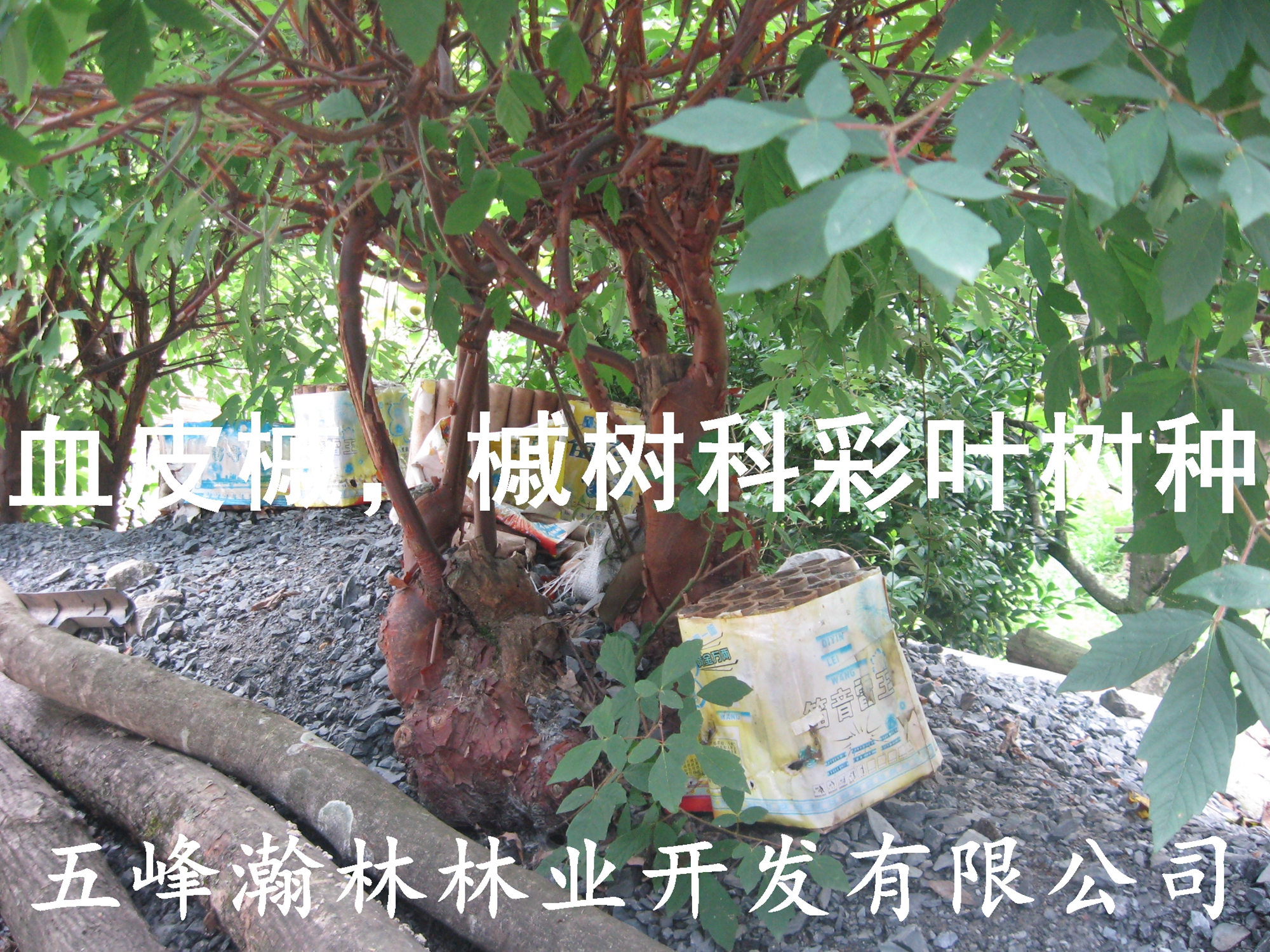 供應(yīng)彩葉樹槭樹科槭樹屬血皮槭苗