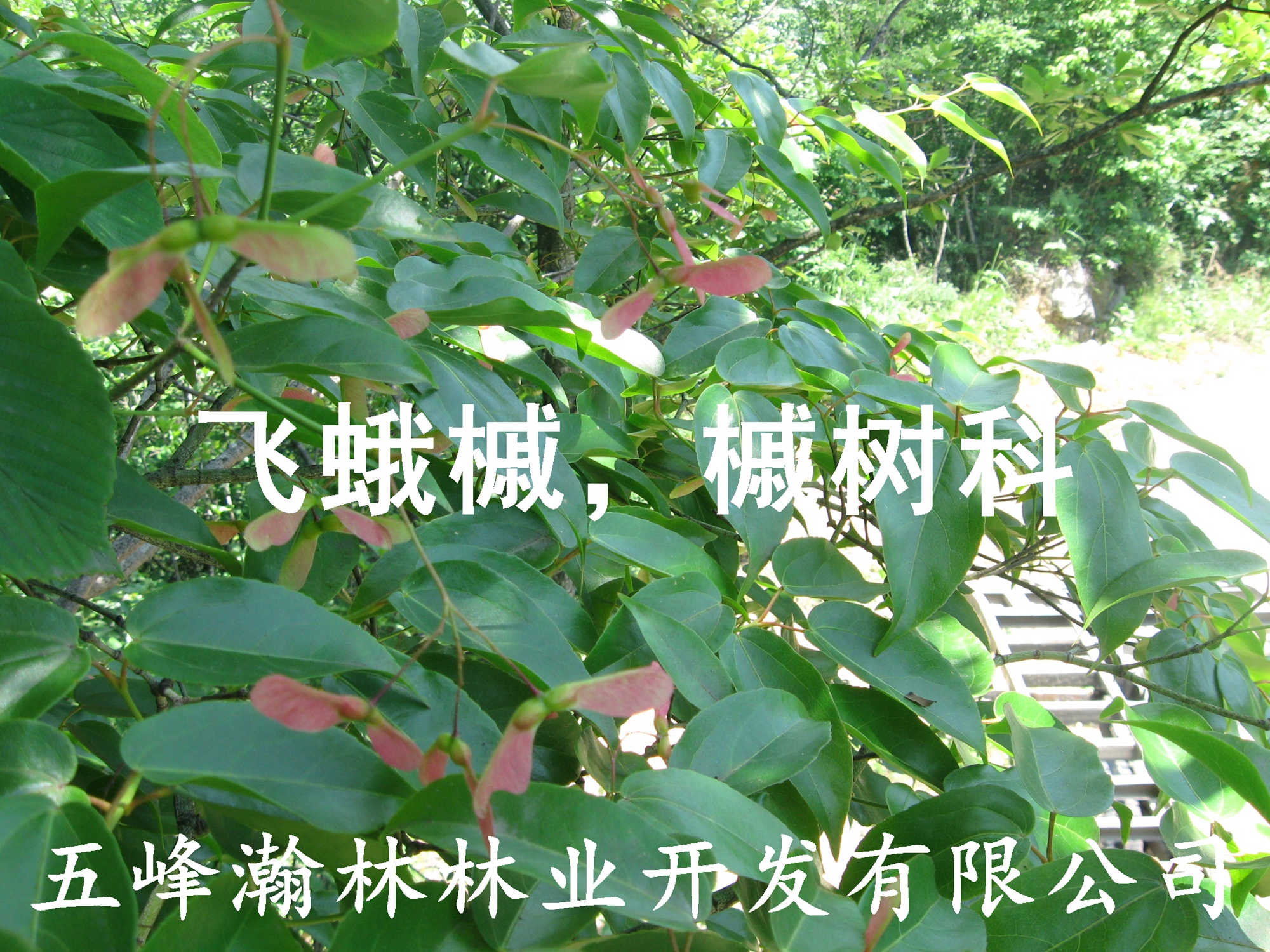 供應(yīng)槭樹科槭屬飛蛾槭苗