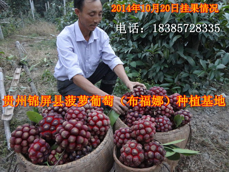 供應(yīng)廣州布福娜，廣州布福娜基地，廣州布福娜種植，廣州黑老虎，廣州黑老虎基地，廣州菠蘿葡萄，廣州菠蘿葡萄基地