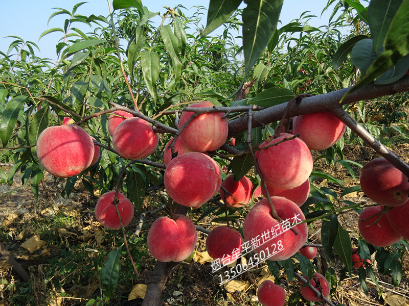 供應(yīng)四川晚熟優(yōu)系紅寒露蜜桃苗，離核優(yōu)系紅寒露蜜桃苗價格，四川桃苗
