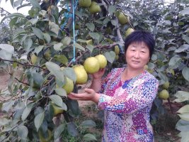 萊陽梨地產(chǎn)價批發(fā) *萊陽梨供應廠 *萊陽梨今年行情  *萊陽梨批發(fā)價