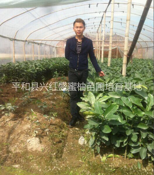 平和紅心蜜柚苗多少錢批發(fā)、找平和興紅盛苗圃品種純正