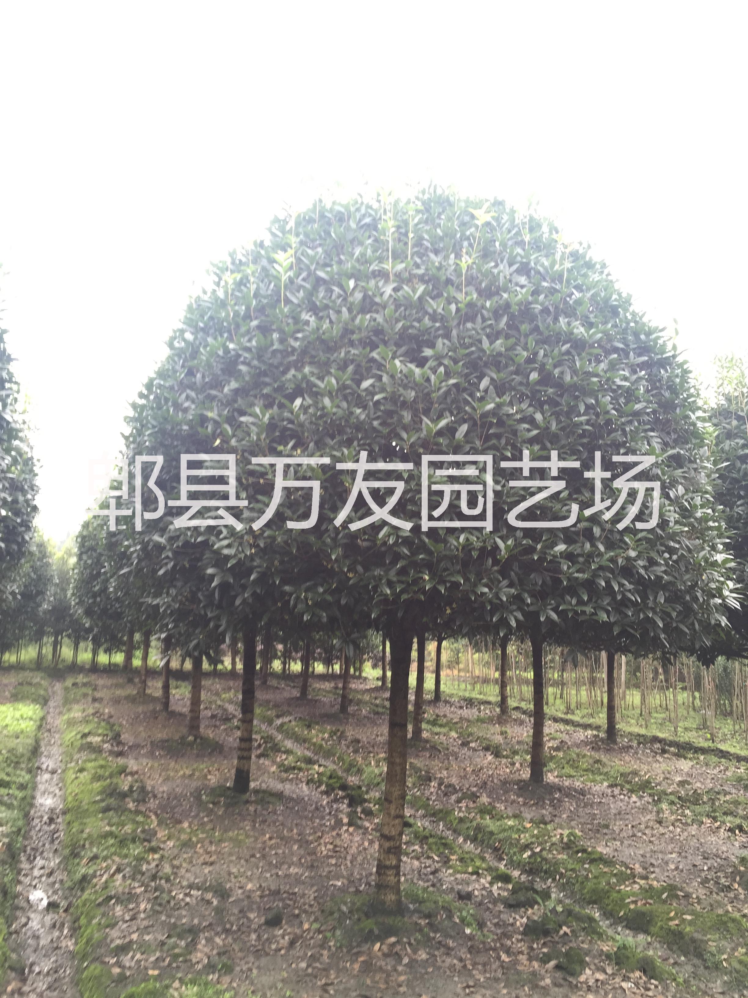 供應(yīng)成都桂花/四川桂花批發(fā)/四川桂花/成都高桿桂花/四川高桿桂花價格