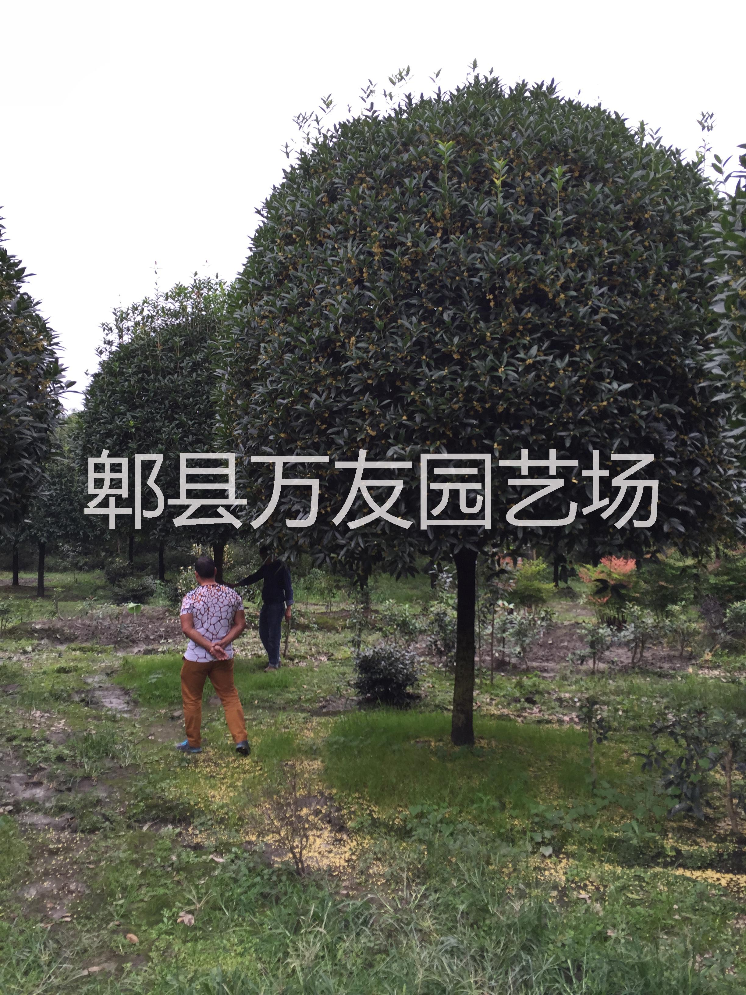 供應(yīng)高桿桂花批發(fā)/高桿桂花價(jià)格/高桿桂花/成都高桿桂花
