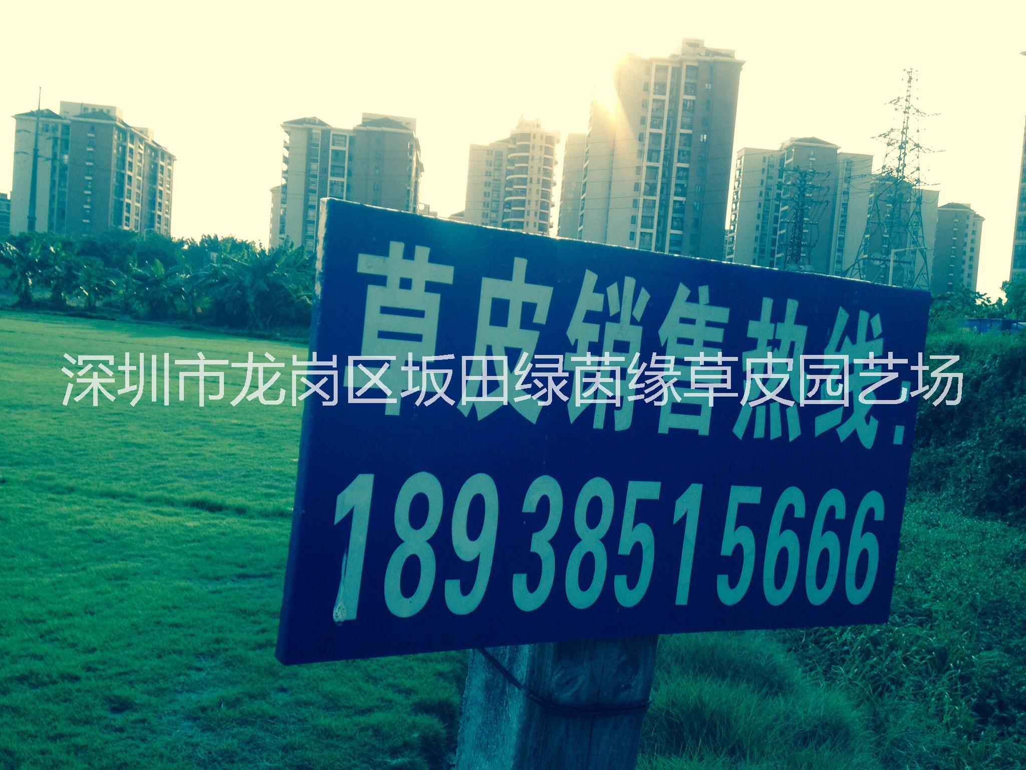 供應(yīng)用于地被草的東莞草皮【綠茵緣】基地.東莞草業(yè)：批發(fā)、出售臺灣草皮、馬尼拉草皮、大葉油草皮、玉龍草皮。規(guī)格24cm、耐