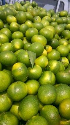 供應(yīng)特早蜜橘/宜昌蜜桔
