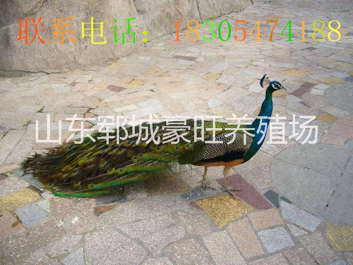 供應(yīng)山東*專售